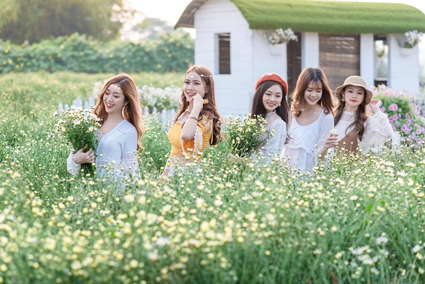 Flower gardens on the banks of the Red River have emerged as must-visit destinations for visitors to capture the oxeye daisy every November in recent years (Photo: Vietnam+)