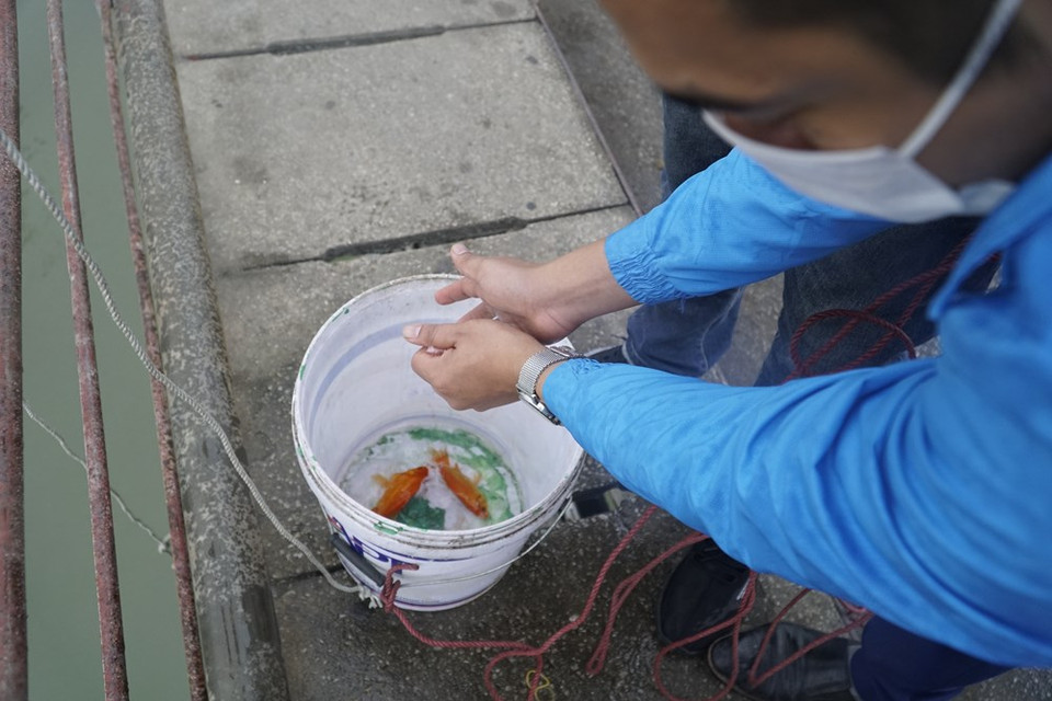 The volunteers put the golden carps into a bucket before releasing them into the Red River. Although the traditional practice of releasing carps into rivers and lakes are seen as a way to provide the Kitchen Gods with a means of transport to heaven, the carp are often accompanied by plastic containers and environmentally unfriendly offering items. In recent years, as awareness about plastic pollution grows, environmental groups have started to organize special drop-off points for the carp, so as to better manage the excess waste caused by stray plastic bags. On Hanoi’s iconic Long Bien Bridge, one group carried signs that read “Release the fish, not the plastic”. (Photo: VietnamPlus)