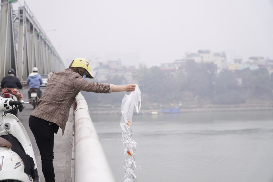 The Vietnamese traditional New Year (Tet) festival actually begins on the 23rd of the last month of the lunar year, which falls on February 4 this year, with the “Ong Cong - Ong Tao” (Land Genie and Kitchen Gods) ritual. On this day, people cook or buy many delicacies to offer to the gods, clean and decorate the family’s altar with flowers and fruits and burn paper clothes and paper carps for use by the gods on their journey to heaven. It is also a tradition to release live carps in rivers and lakes as a means of transport for the gods and also as a sign of good deed to invite good luck. (Photo: VietnamPlus)