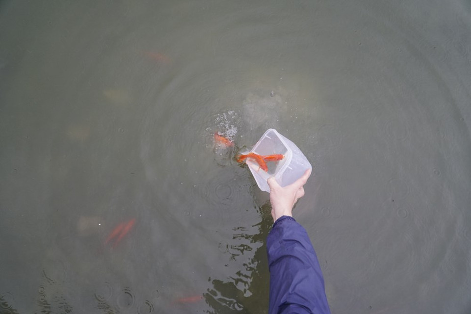 As the gods make their journey on the back of fish, traditions dictate the release of live carps into lakes or rivers, which is considered a kind-hearted deed to pray for good luck. Vietnamese people attach significance to this year-end departure by tidying the kitchen and making offerings on a specially designed alter. On that day (the 23rd day of the last month of the lunar year), people also burn paper clothing, including hats, robes and boots, intended for use by the genies on the trip beyond. The Kitchen Gods day is one of the most sacred and meaningful annual events that officially starts the traditional Tet. (Photo: VietnamPlus)