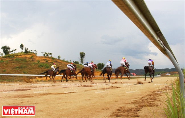 Thien Ma horse races meet international standards (Photo: VNA)