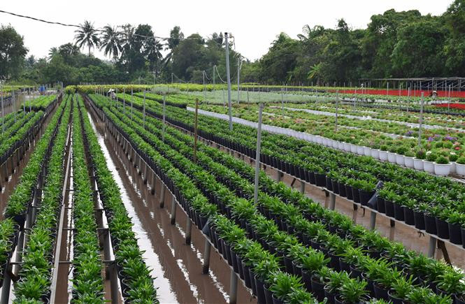 Local people in Sa Dec flower village in Dong Thap province are working to prepare flowers and bonsai plants for sale serving Lunar New Year (Tet) festival (Photo: VNA) 