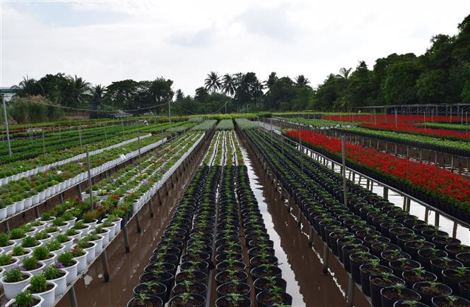 It is expected to supply 2.5-3 million baskets of various kinds of flowers, such as rose, gerbera and lily to the market (Photo: VNA)