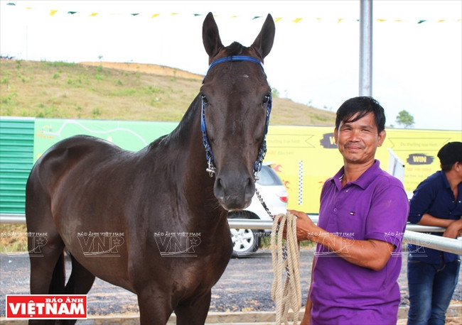 Horse owners can bring their horses to Thien Ma racetrack to participate in horse races (Photo: VNA)