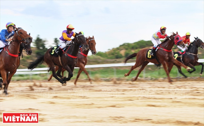 Thien Ma horse races meet international standards (Photo: VNA)
