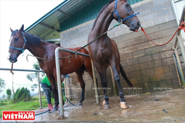 It includes many separated functional areas for training horses and equestrian riders for Olympic and SeaGames competitions, horse racing and trading in breeding horses (Photo: VNA)