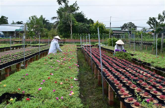 The village is also a tourist destination, attracting 300,000 visitors during the previous Tet holiday (Photo: VNA)