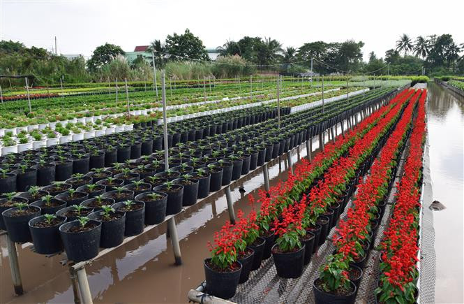 The village is also a tourist destination, attracting 300,000 visitors during the previous Tet holiday (Photo: VNA)