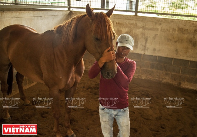The horses are 7 years old and are around 1.6-1.65 meters in height and 400-500kg in weight (Photo: VNA)