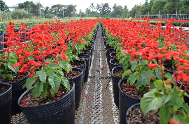 Sa Dec Flower Village has been seen as the flower kingdom in the Mekong Delta and the country’s largest supplier of flowers for southern provinces during Tet (Photo: VNA)