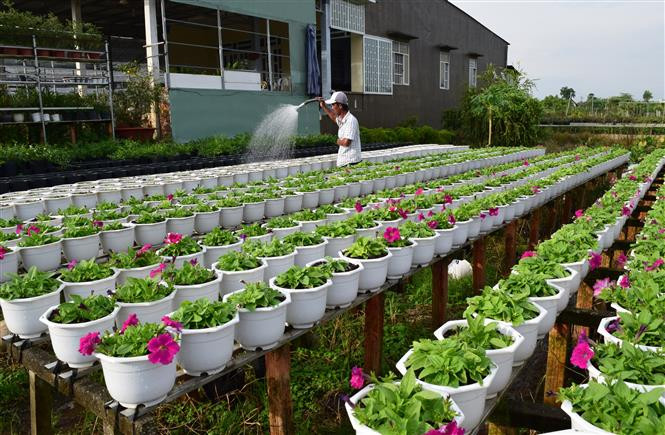 Sa Dec flowers are being sold across the country, especially in Ho Chi Minh City (Photo: VNA)