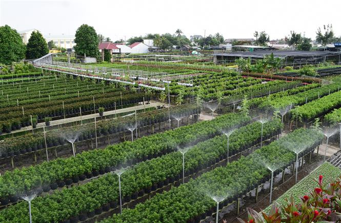 The village marks out over 90 ha of land for flower cultivation (Photo: VNA)