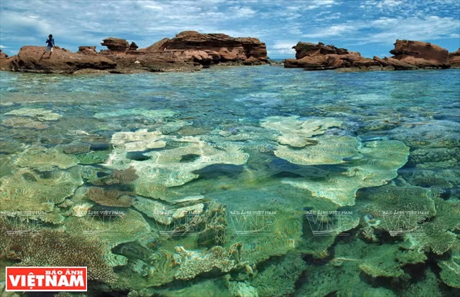 Hon Thom Island (Pineapple Island) has the best, most beautiful coral reefs in Vietnam (Photo:VNA)