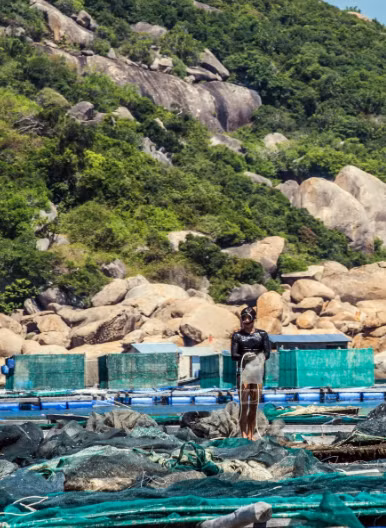  Lobster is one of the very expensive seafood species but few people know that to feed them, the fishermen every day have to dive deep underwater (Photo:VNA)