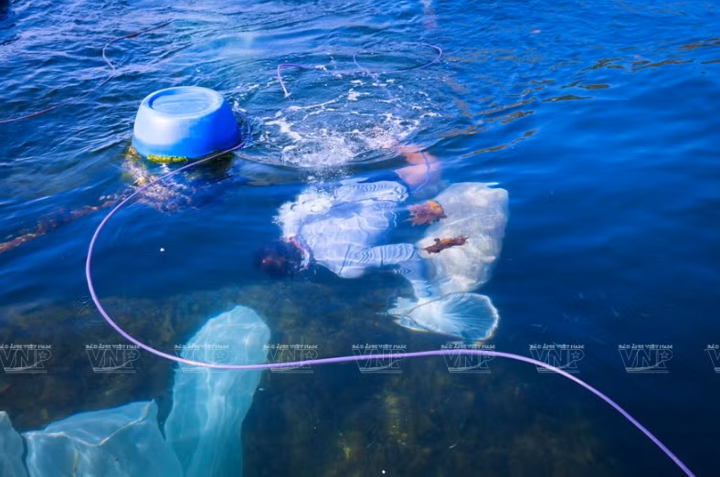 In order to farm lobster, farmers have to dive for tens of meters deep in the sea and sometimes have to bet on their lives to catch lobster (Photo: VNA)