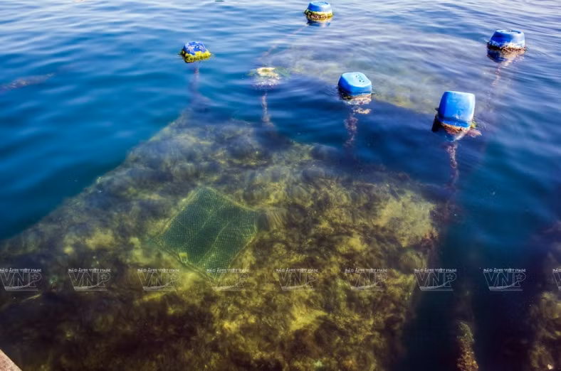 While other farming areas are seriously polluted by the amount of waste from the lobster feed bags dumped into the sea, the farming area outside Binh Ba Island still retains the necessary clean water for lobster development (Photo: VNA)