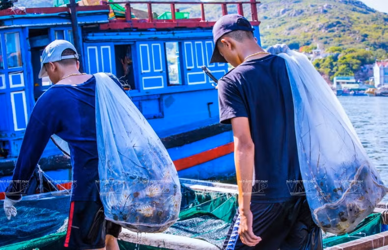 Immediately after picking up from the water, lobsters are immediately transferred to the boat (Photo: VNA)