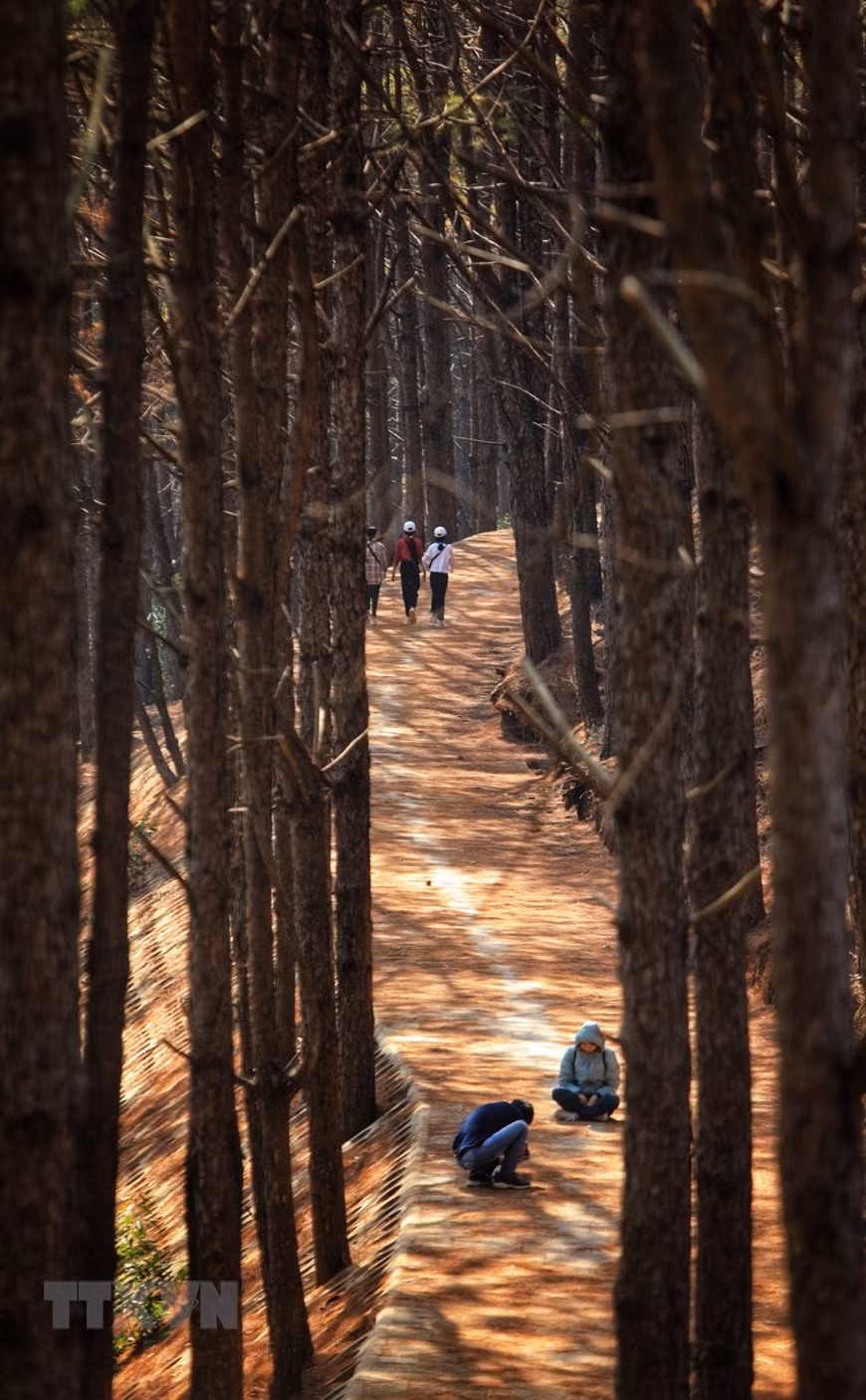 Pine forest near Bien Ho (Sea Lake) in Pleiku city (Photo: VNA)