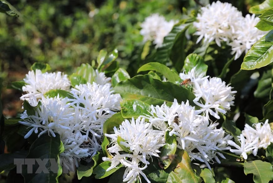 Pure white coffee flowers enchant tourists (Photo: VNA)
