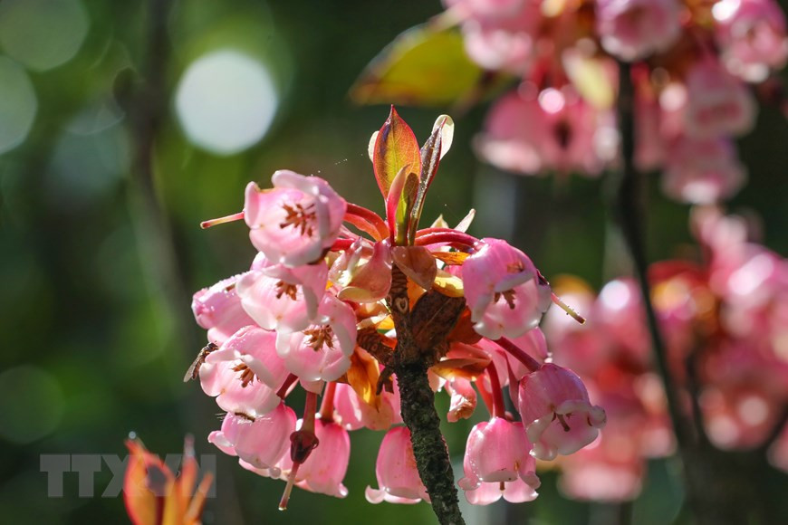 The flowers look like pink bells that is why they are called bell-shaped peach blossoms (Photo: VNA)