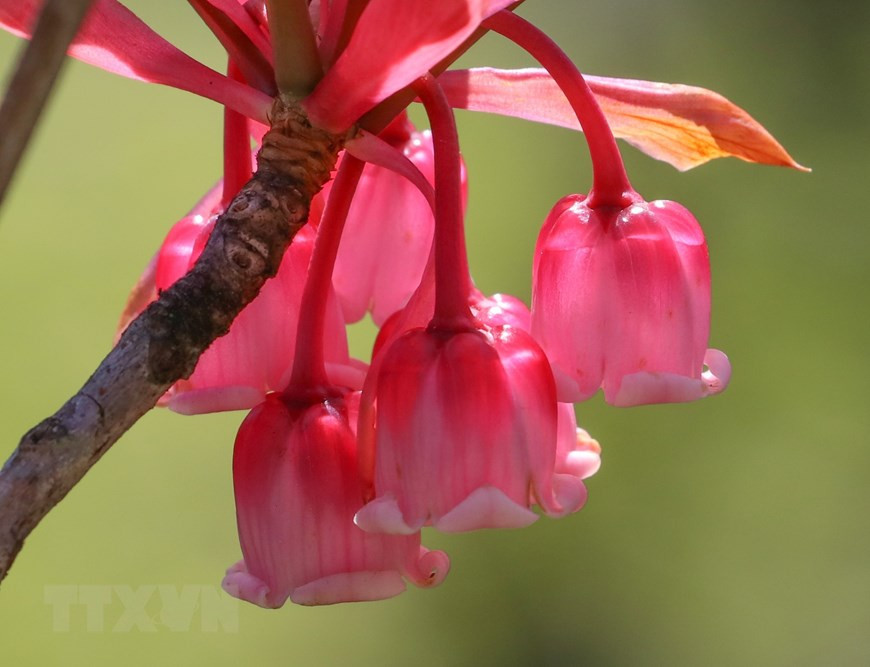 Bell-shaped peach blossoms often bloom from January to March (Photo: VNA)