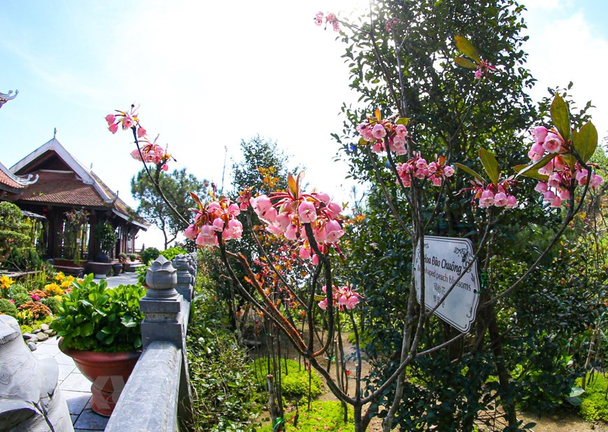 Ba Na Hills in Da Nang city look more attractive with bell-shaped peach blossoms (Photo: VNA)