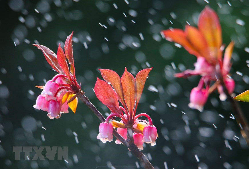 (Photo: VNA)