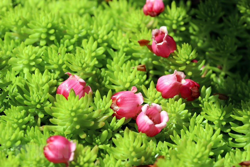 Bell-shaped peach blossoms shine their colourful beauty in the warm spring weather (Photo: VNA)