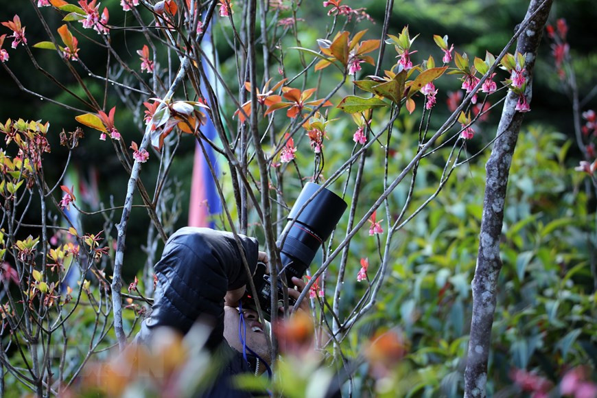 The stunning beauty of bell-shaped peach blossoms has left a good impression on tourists (Photo: VNA)