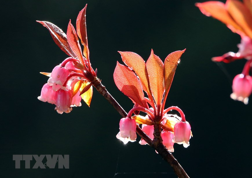 (Photo: VNA)