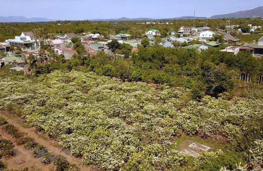 Vast coffee plants in blooming season (Photo: VNA)