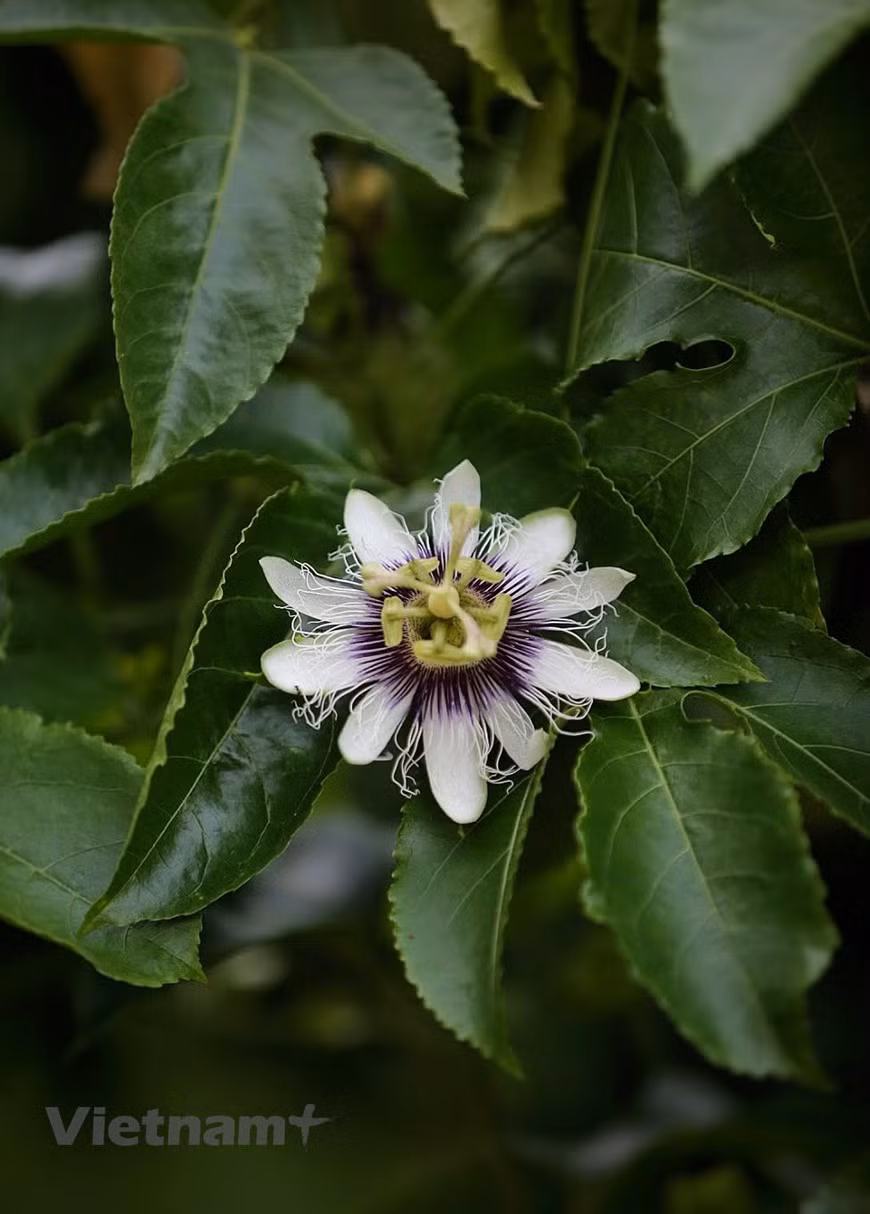 A passion fruit flower is in full bloom. Passion fruit is a new fruit that has been grown in Moc Chau for about 3 years now with an area of about 100 hectares but has achieved a very large yield. The fruit is fragrant, sweet, not bitter like in many places. In particular, visitors can enter the garden to pick at the price of 10-15,000/kg. Passion fruit products are the first line of products for which Nafoods has set food hygiene safety standards and applied them to the entire production process. The success of passion fruit in Moc Chau has led to the model being expanded to five other districts. Son La plans to have 1,000 ha of passion fruit by the end of this year and build a 5,000-hectare production zone by 2021. (Photo: Mai Mai/Vietnamplus)