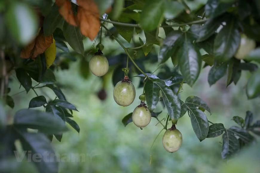 With a strength in agriculture, Thai ethnic people in Doi village have developed several cultivars, including tea, passion fruit, avocado, pumkin, among others. The northern province of Sơn La has formed organic fruit planting areas combined with tourism services. Beside typical tourism products like relaxing destinations at resorts and spiritual tours to pagodas, temples and historical relics, Sơn La has its own attractions to youngsters. Tourists who like to post photos on social networks such as Facebook, Instagram, among others, should choose Sơn La to visit to contemplate gardens of ripe flowers, orchid trees or fruit gardens while travellers who like adventure sports can visit Sơn La to experience cave exploring or mountain climbing. (Photo: Mai Mai/ Vietnamplus)