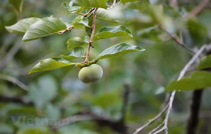 Mother nature offers the locality abundant fruits and trees. Son La province is a special land of not only majestic mountains but also distinct cultural values representing for the typical culture of ethnic minority groups in the Northwest Vietnam. It is home of 12 ethnic groups involving Thai, Kinh, H'mong, Muong, Dao, Kho Mu, Xinh Mun, Khang, La Ha, Lao, Tay, and Hoa. In which, Thai is the largest community in Son La province, accounting for 54% of the population. The province has been working to preserve and promote Thai culture in Vietnam’s northwestern region. Son La is well-known for its Moc Chau and Na San plateaus with tea plantation, dairy cow farms and hi-tech flower farms. (Photo: Mai Mai/ Vietnamplus)