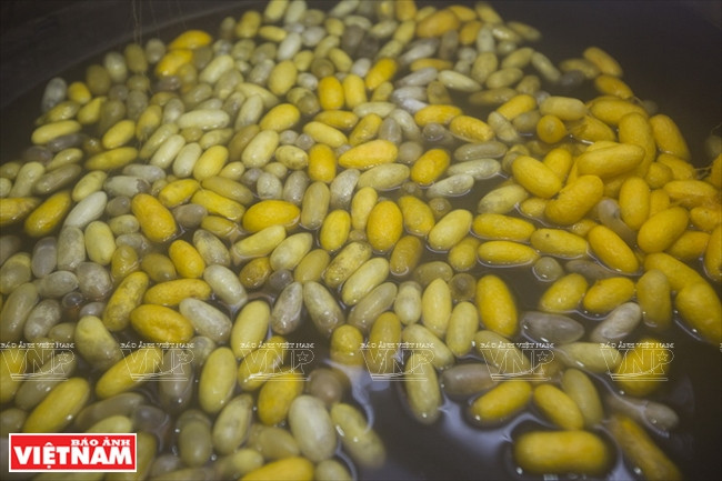 Cocoons are placed in boiling water to make the one long continuous thread separately (Photo:VNA)