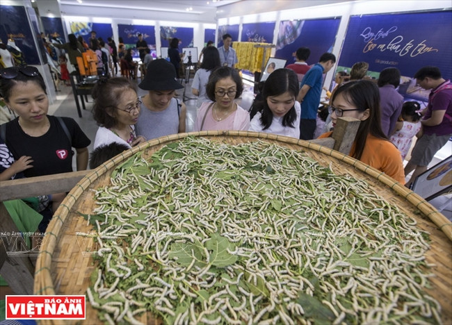 Mulberry leaves-food for silkworms (Photo:VNA)