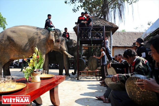 The M’ Nong people in Jun hamlet, Lak district, Dak Lak province play gongs in their ceremony to pray for the health of their elephants. (Photo: VNP/VNA)