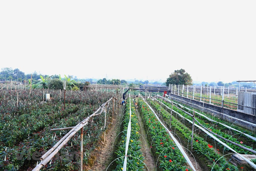 Located in Bac Tu Liem district, some 20 km from the centre of Hanoi, Tay Tuu village supplies flowers to the capital and other northern provinces during Tet. With Tet now approaching, flower growers are busy taking care of their gardens to prepare for Vietnam’s biggest holiday. (Photo: Vietnam+)