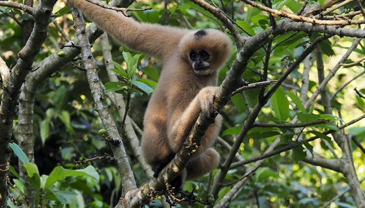 Yellow-cheeked gibbons inhabit the central part of Laos and Vietnam, and there are estimated to be less than 90 groups remaining in the wild. (Photo: VNA)