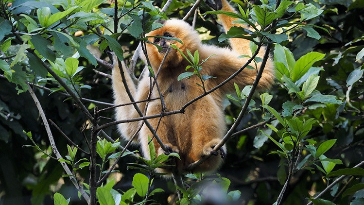 The centre takes care of yellow-cheeked gibbons and Delacour’s langurs, providing them with daily health check-ups and feeding at 8.30am. (Photo: VNA)