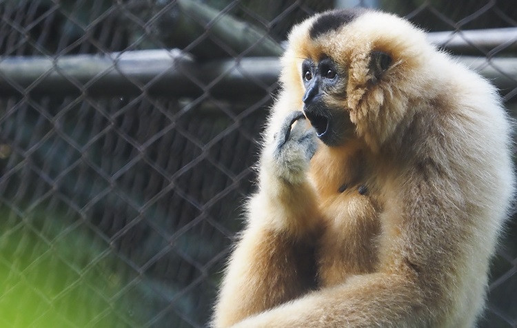 Yellow-cheeked gibbons are native to Vietnam, Cambodia, and Laos. They have the ability to travel long distances. (Photo: VNA)