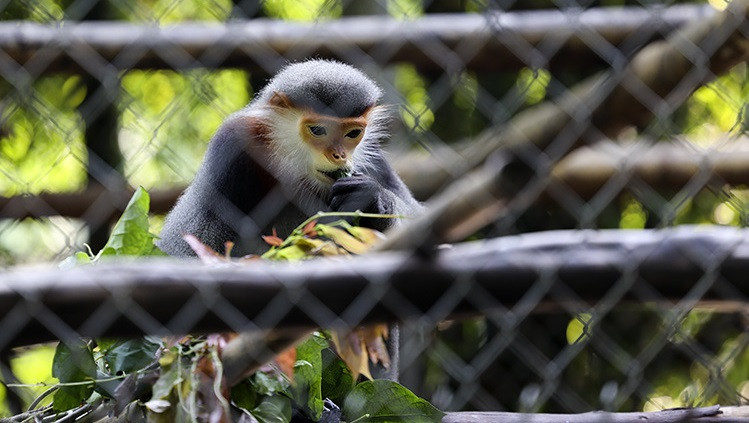 Douc langurs, listed as endangered in the Vietnam Red Book, are also on the World Wide Fund for Nature’s list of animals that need unconditional protection. (Photo: VNA)