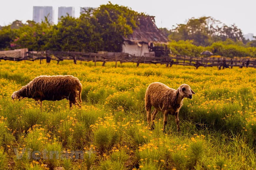 To create this flower garden, the owner nurtured the plants from seeds 4-5 months ago. (Photo: Vietnamplus)