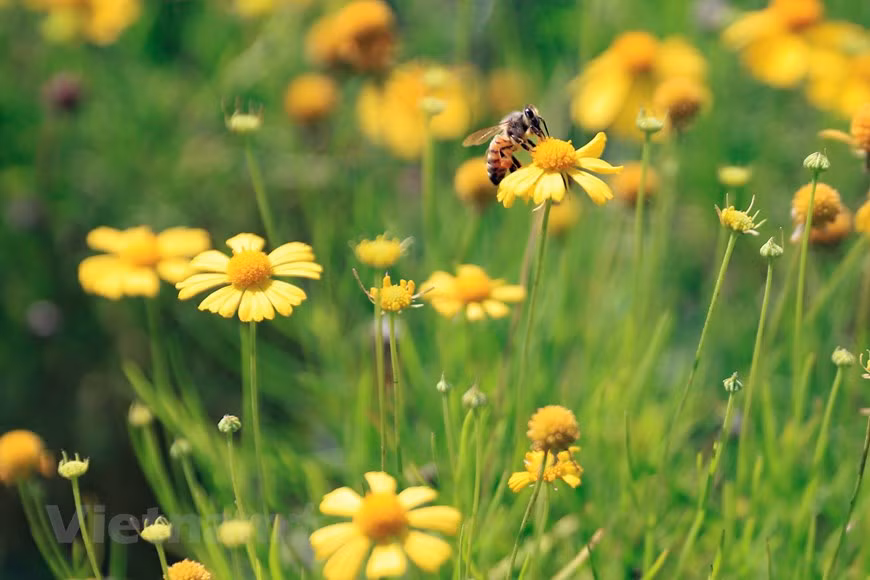 With an average height of 15-30 cm, the daisy flowers have a drooping shape, with the stem curved towards the ground, but the flowers grow upwards to receive sunlight. (Photo: Vietnamplus)