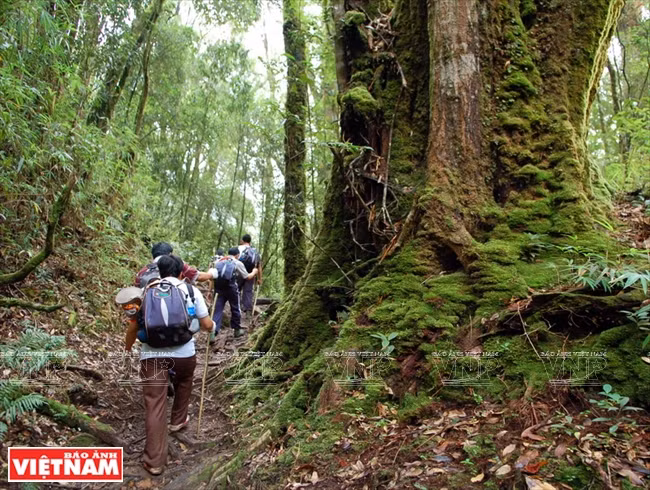 If you do not take the cable car, trekking, exploring the mountains and the life of ethnic people in Sa Pa, are also a unique experience (Photo: VNA)
