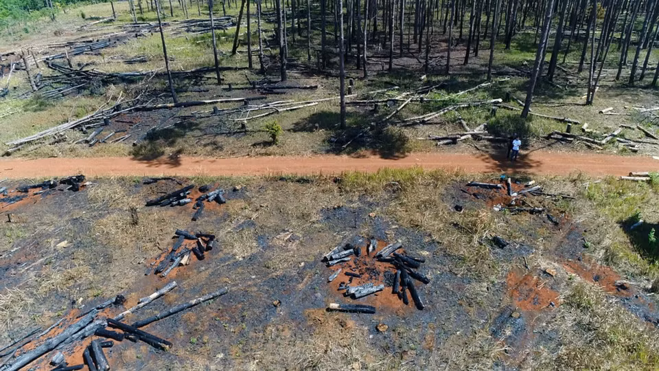 ​Remnants of a destroyed pine forest (Photo: VNA)