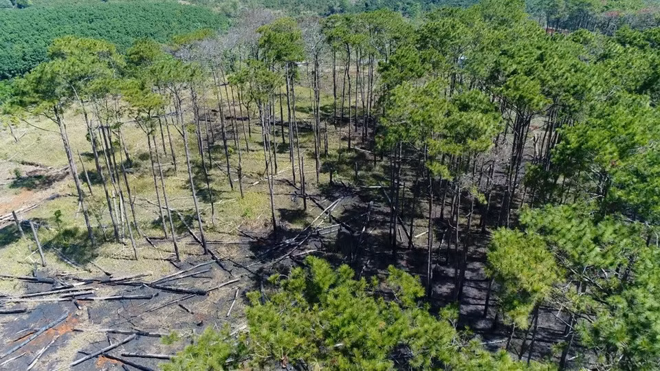 The pine forest is under threat of destruction (Photo: VNA)
