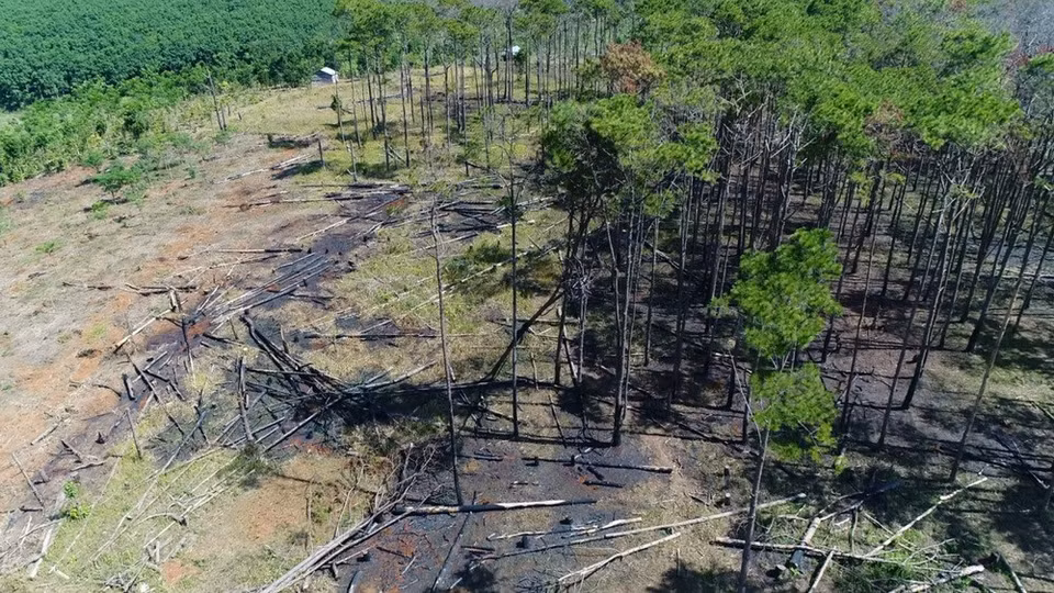 The pine forests, which are almost 50 years old, are gradually wiped out (Photo: VNA)