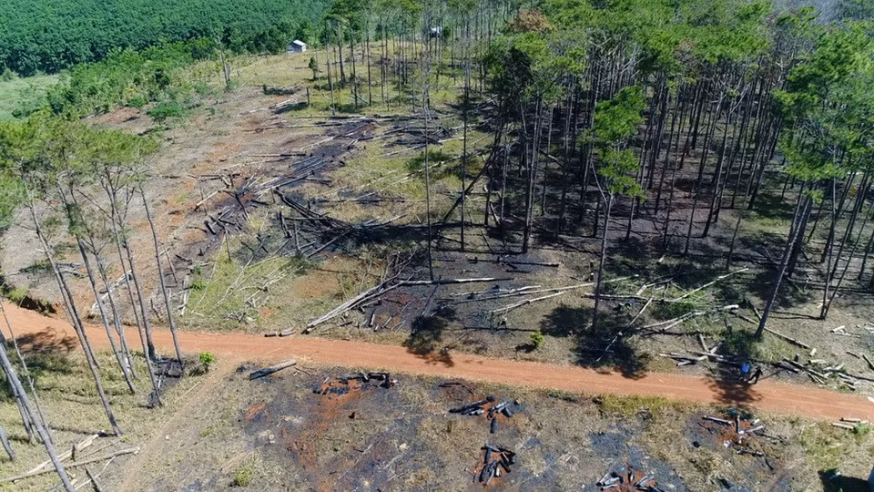 Many pine trees were cut down along the road (Photo: VNA)