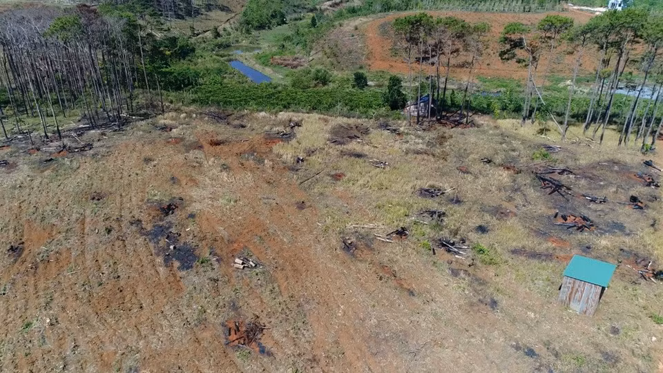 Nearly half of ​a pine hill with an area of over 10,000 square meters have been wiped out (Photo: VNA)